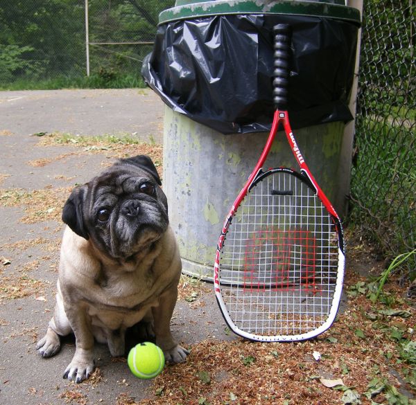 Dog and ball